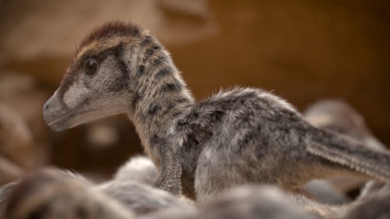 A baby Velociraptor in the new season.