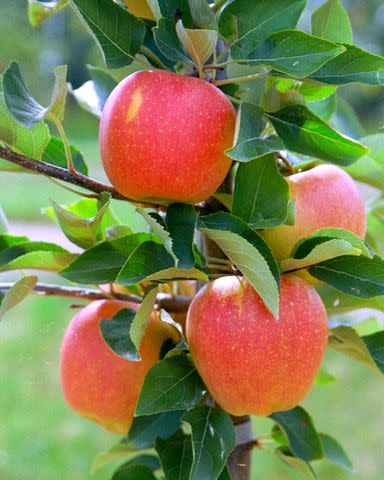 17 Types of Apples for Your Fall Cooking and Baking Adventures