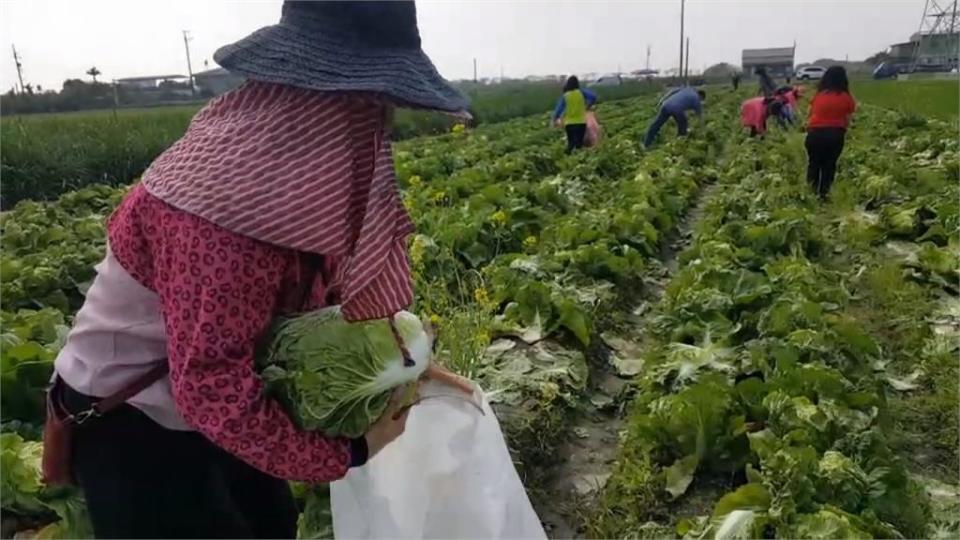 包心白菜任你採！1顆10元體驗「一日農民」田園收割樂