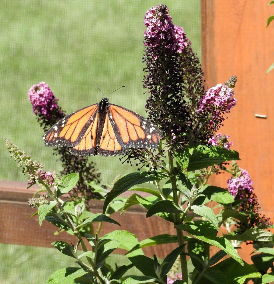 The All-A-Flutter Butterfly Enclosure Exhibition by Fran LeMasters is at Clary Gardens through Sunday and has about 120 different types of butterflies for people to view up close.