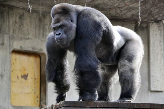 Higashiyama Zoo good looking gorilla