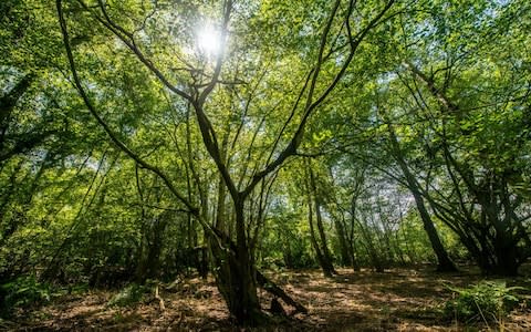 The sun glints through a tree's leaves in the middle of light woodland - Credit: Phil Formby/Woodland Trust/PA