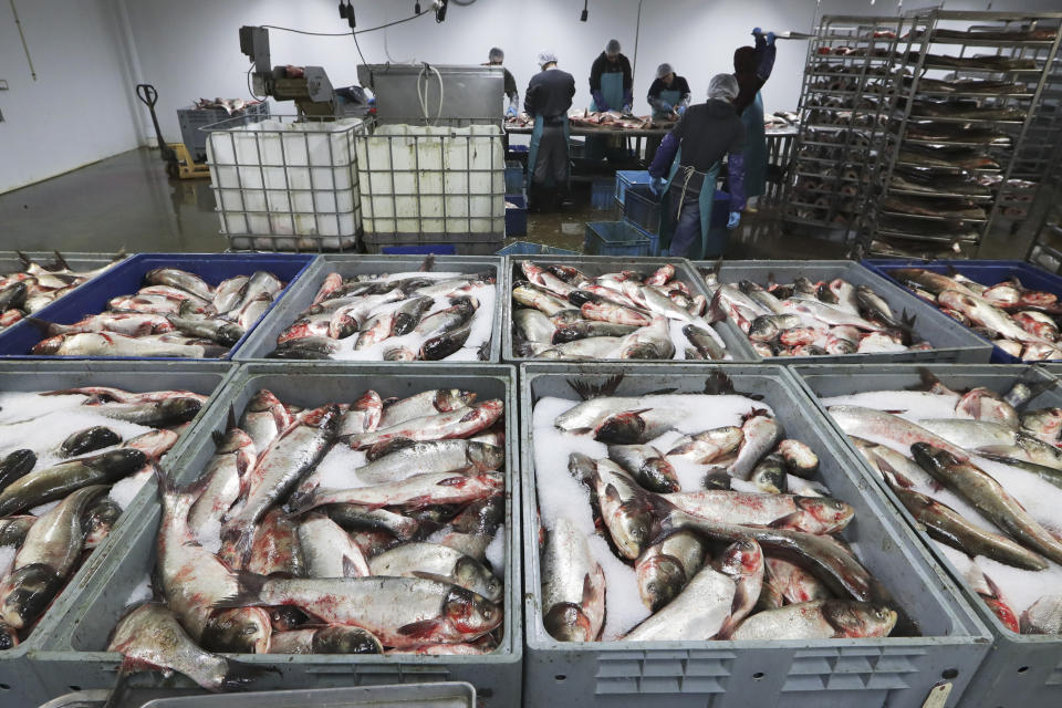 In this Feb. 11, 2020, photo, Asian carp are processed at Two Rivers Fisheries in Wickliffe, Ky. Asian carp were imported to the U.S. in the 1960s and 1970s as an eco-friendly alternative to poisons for ridding southern fish farms and sewage lagoons of algae, weeds and parasites. The advance of the invasive carp, however, threatens to upend aquatic ecosystems, starve out native fish and wipe out endangered mussel and snail populations along the Mississippi River and dozens of tributaries. (AP Photo/Mark Humphrey)