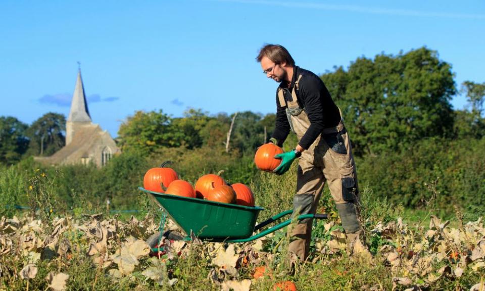 Tomas Spalovsky during the harvest of 40,000 Pumpkins at Spilman’s pick your own Pumpkin Farm, near Thirsk in North Yorkshire.