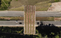 An eco-corridor for the endangered Golden Lion Tamarin crosses over an interstate highway in Silva Jardim, Rio de Janeiro state, Brazil, Thursday, Aug. 6, 2020. Once recently planted trees grow on the bridge, it will allow the primates to safely cross the busy highway that bisects one of the last Atlantic coast rainforest reserves. (AP Photo/Mario Lobao)