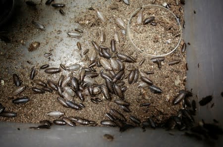 African cockroaches are pictured in the insect farm for human consumption of the biologist Federico Paniagua, as he is promoting the ingestion of a wide variety of insects, as a low-cost and nutrient-rich food in Grecia