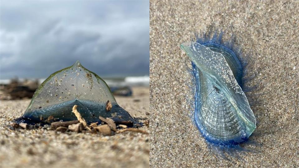 岸邊「藍色果凍」有毒只看別碰！加州海灘全是「神秘生物」真實身分曝光