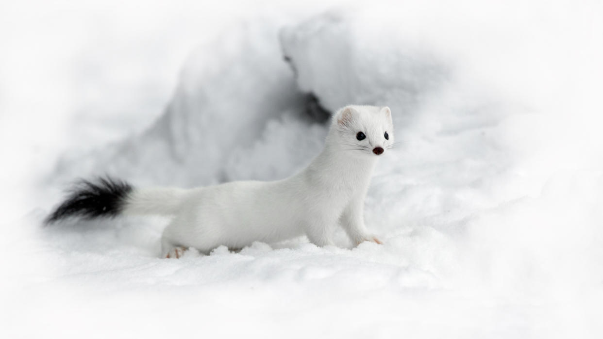  Ermine in snow. 