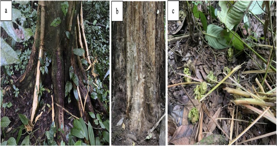 [f] 非洲菲拉托樹 (F. exasperata) 樹皮啃食證據 [b] 光滑枯枝 (C. patens) 枯木啃食證據 [c] 白花曼陀羅 (M. leucantha) 髓剝離和嚼食證據。（圖／《PLOS ONE》）