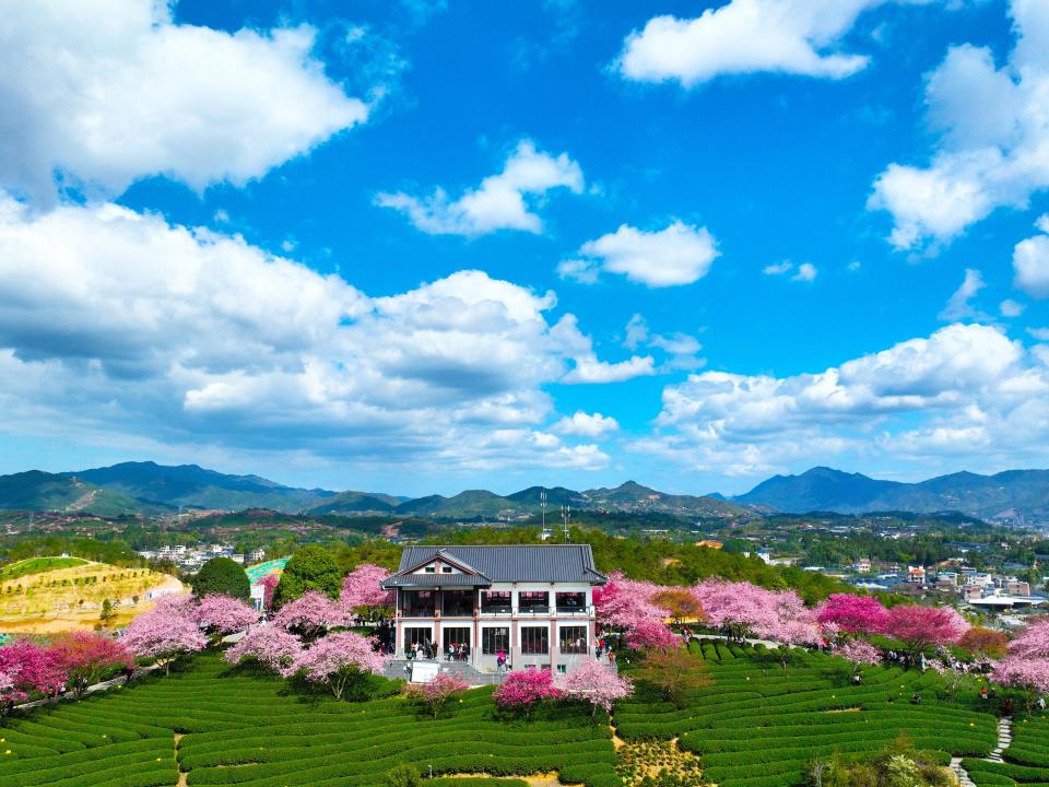 Aerial view of blooming cherry blossoms at a tea garden in Yongfu Town on February 18, 2023 in Zhangping, Fujiang Province of China.