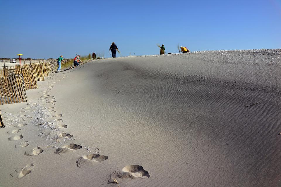 Residents plant beach grass on protective sand dunes in the Breezy Point neighborhood on the one-year anniversary of Hurricane Sandy on October 29, 2013.