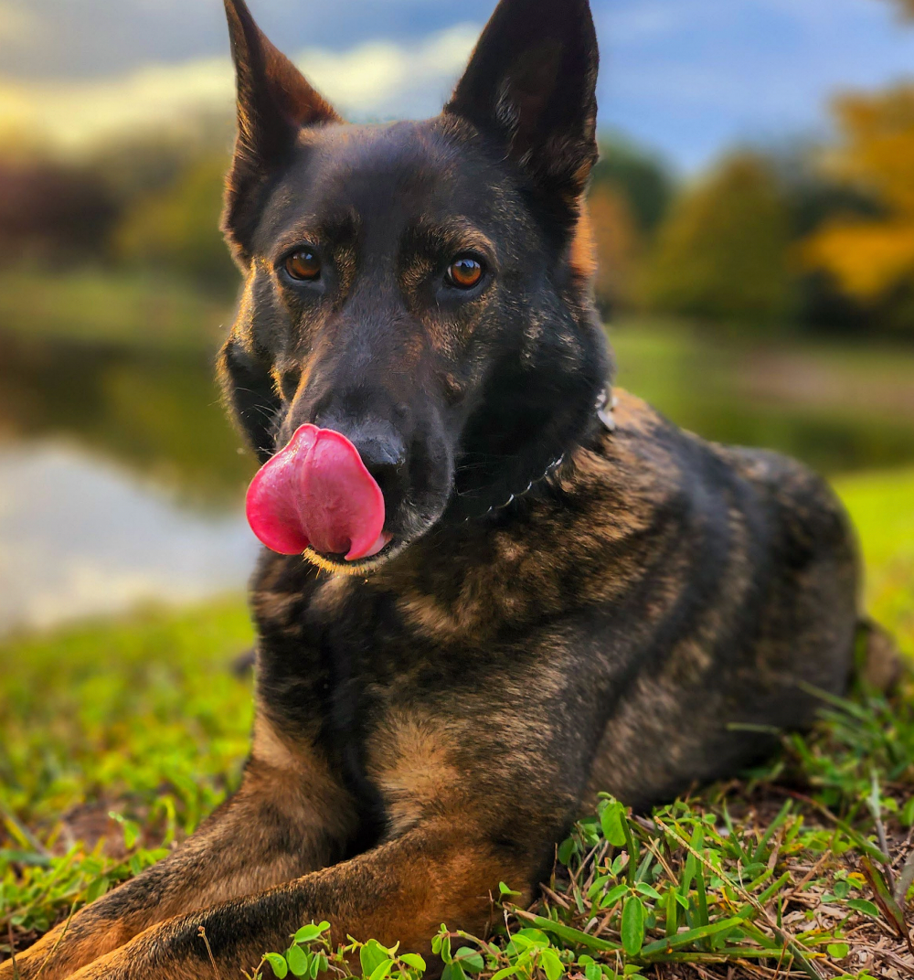 Zeta is a German Shepherd who works at Tampa International Airport.