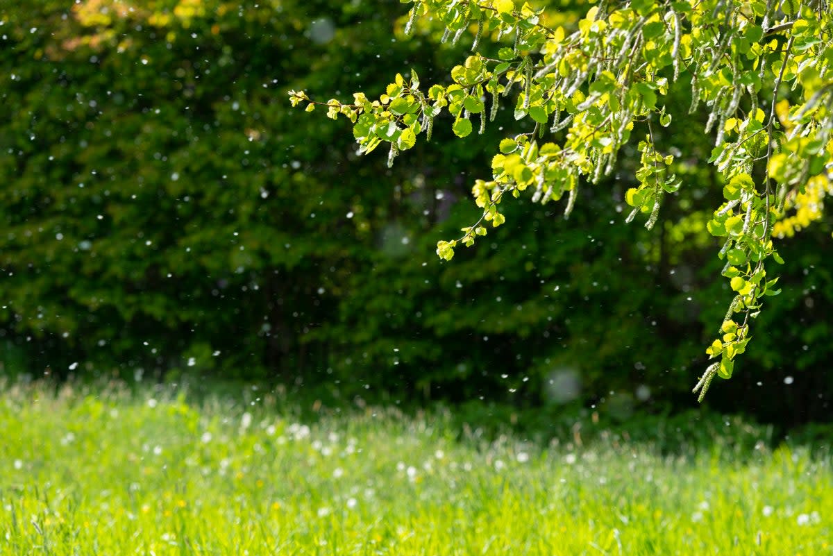 Hay fever affects almost 10 million people in England (Getty Images/iStockphoto)