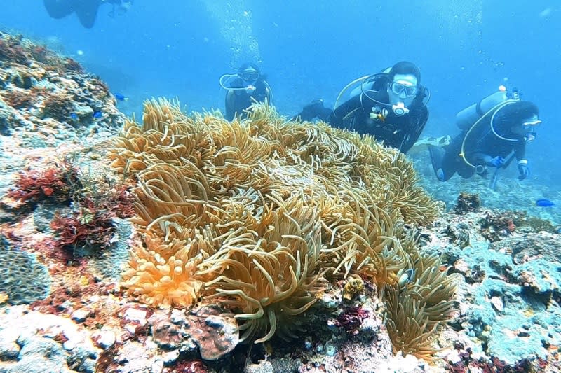 圖：越來越多人投入潛水活動，背著氣瓶下潛一探海中的海洋生物與多彩珊瑚礁（黑潮潛水訓練中心提供）。