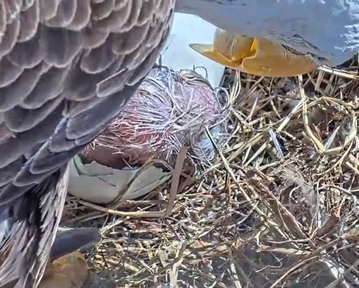 A brief glimpse of the nearly hatched eaglet of Harriet and M15 was seen around noon Monday. The full eaglet, sans egg and fully hatched, was observed shortly before 1:30 p.m.