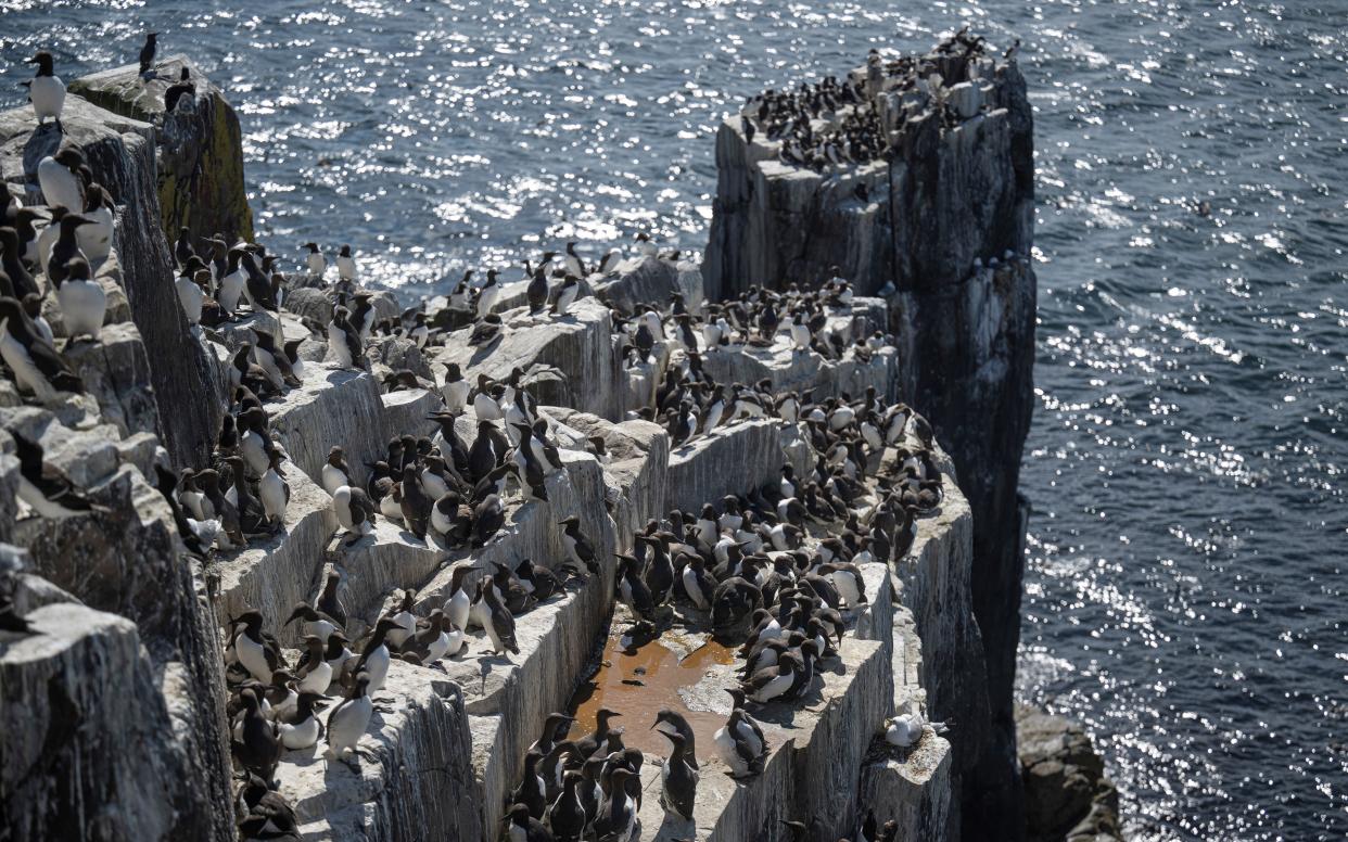 Seabirds nesting on the cliff faces of Inner Farne earlier this summer. Credit Rachel Bigsby & NTI