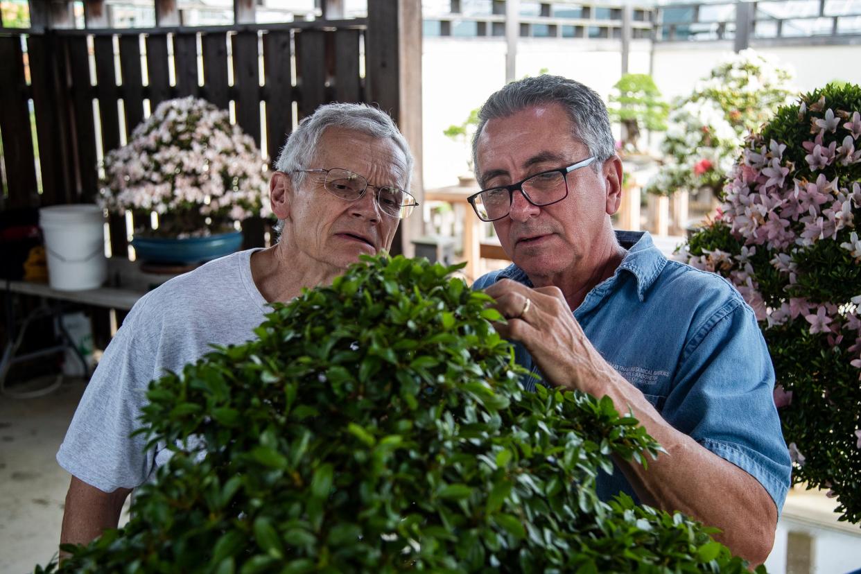 Volunteer Cyril Grum, left, watches as Jack Sustic, a bonsai specialist, demonstrates trimming a Satsuki azalea to maintain the tree for volunteer Cyril Grumat the Bonsai Garden of Matthaei Botanical Gardens in Ann Arbor on Tuesday, June 4, 2024.