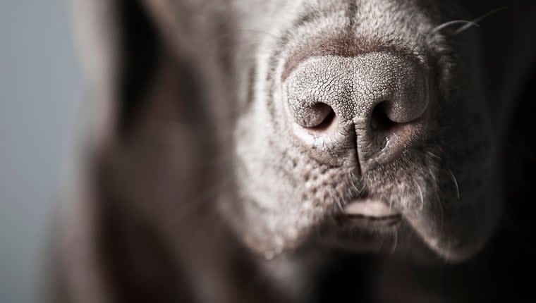 Dog Breeds With Best Sense of Smell