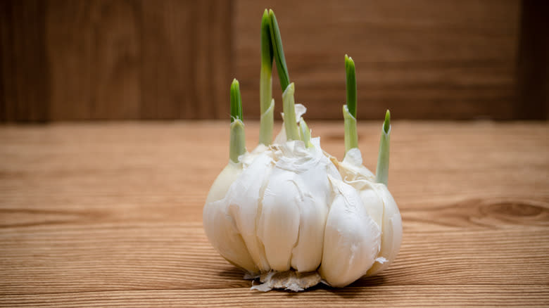 sprouting head of garlic