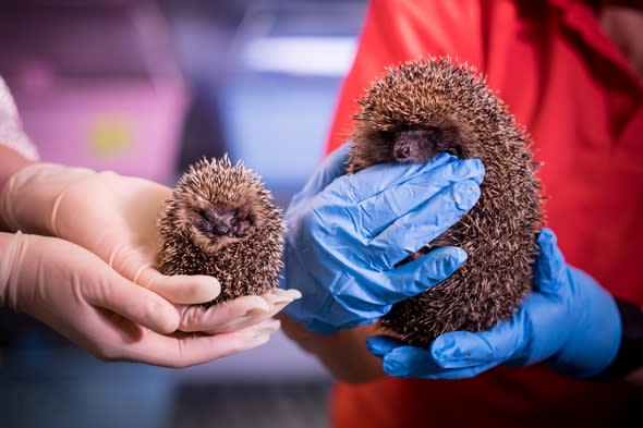 Cold weather sees rescue centre inundated with baby hedgehogs