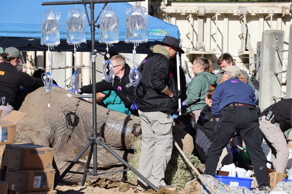 An international team of specialists removes an infected tusk on an elephant at the Jacksonville Zoo and Gardens.