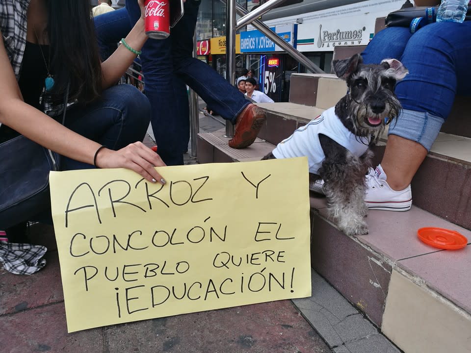 Las mascotas también fueron invitadas a la concentración a favor del proyecto de ley que se espera pronto vuelva a ser incluido en la agenda legislativa. (Foto: Kolectivo)