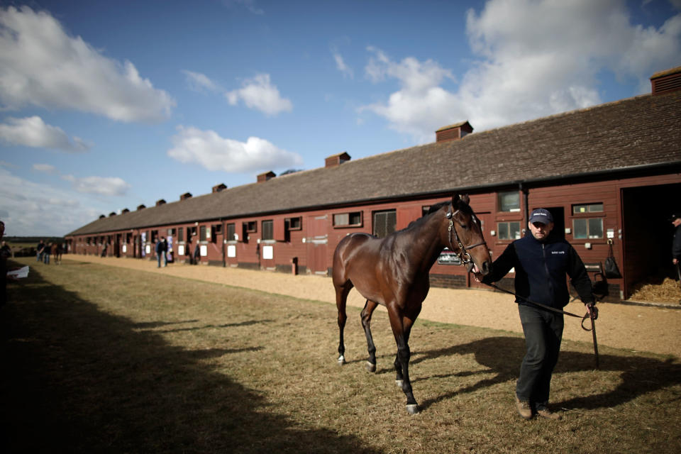 Horses are taken out of their stables on October 6, 2011 in Newmarket, England. (Photo by Matthew Lloyd/Getty Images)