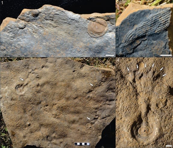 Soft-tissue fossils from the Ediacaran period, the last period before the Cambrian. These fossils come from the Mackenzie Mountains of Canada.