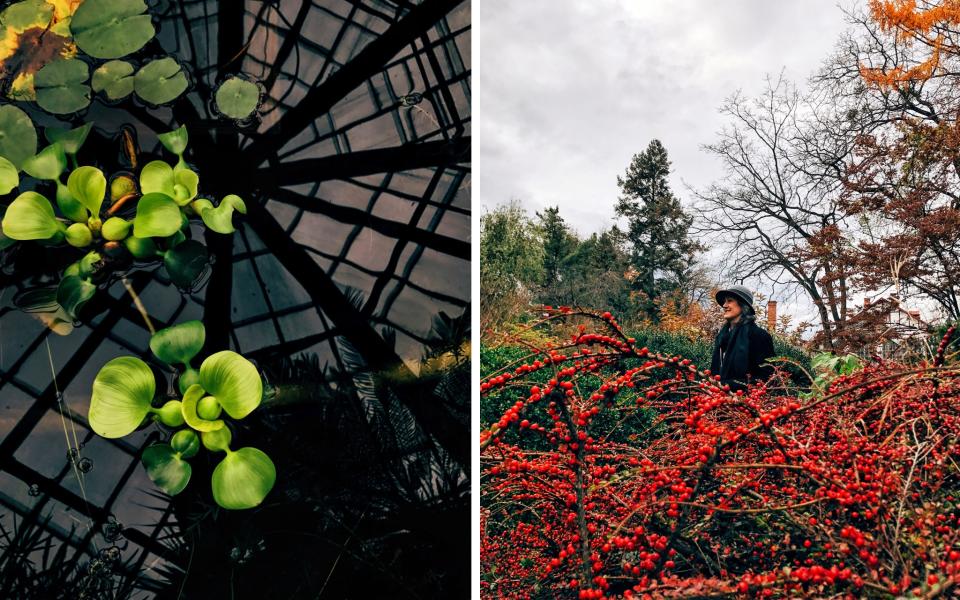 Explore the Botanical Gardens of Cluj-Napoca