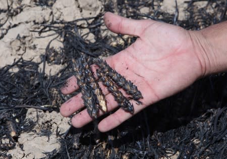 Farmer shows remains of burned wheat, in al-Hamdaniya, near Mosul