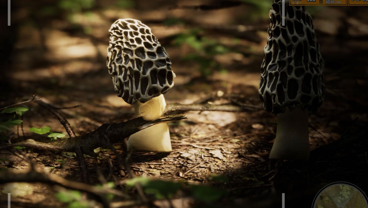  Morels: The Hunt 2 screenshot - closed of a morel. 