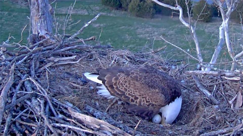 The evening of April 7, a small “pip” hole appeared in one of the eggs, indicating the hatching process had begun. Screengrab by Deb Stecyk/NCTC EagleCam/USFWS