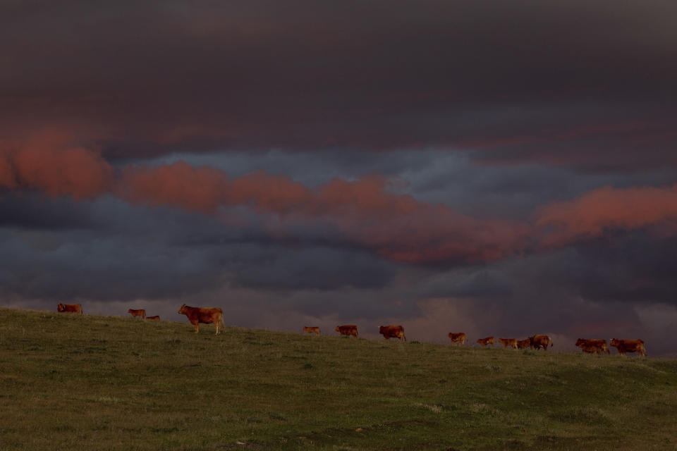 In this April 10, 2019 photo, cattle graze near La Bienvenida village, central Spain. Nestled at the top of a hill, the village of La Bienvenida has gone from hosting 50 families only 20 years ago to “for sale” signs on house after house. A 37-year-old dairy farmer nearby is the breadwinner in the one and only inhabited house around.(AP Photo/Bernat Armangue)