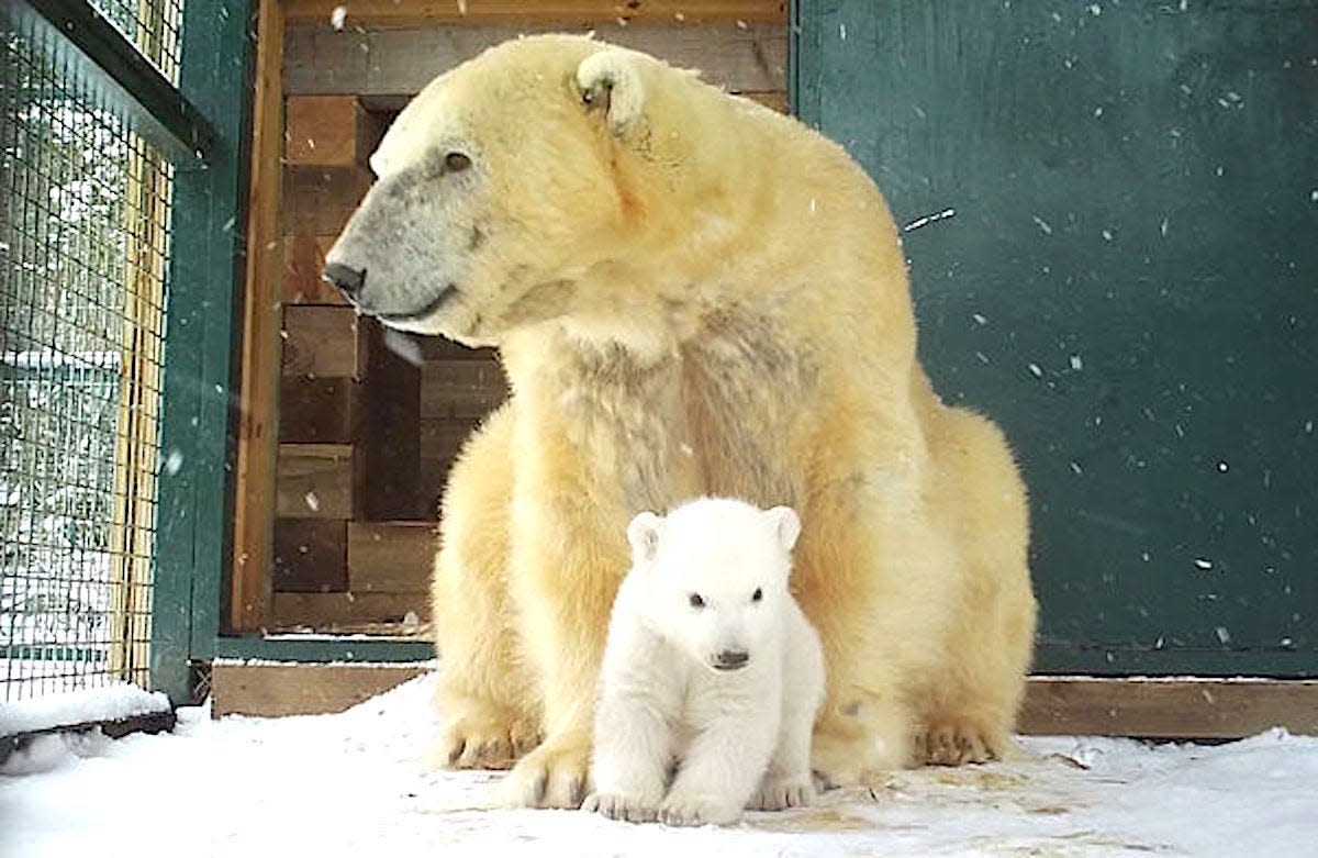 baby polar bear