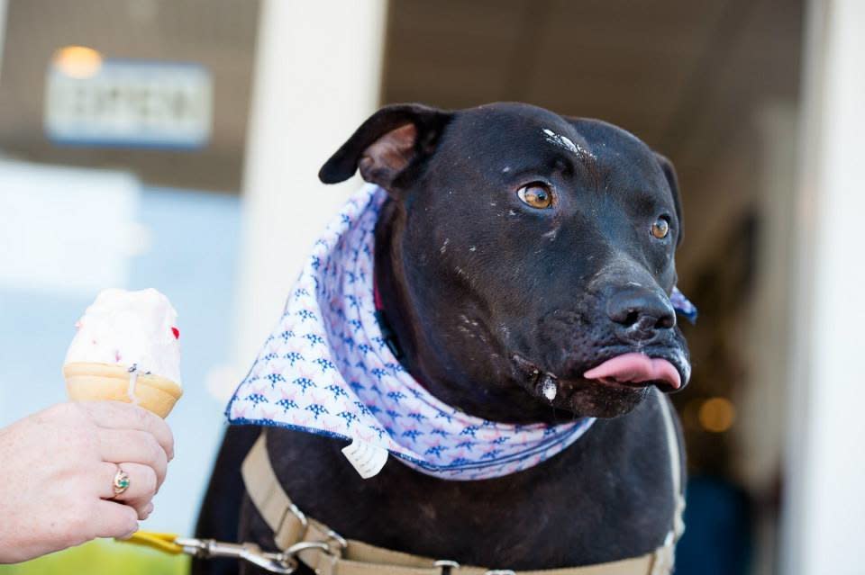 Dan came from a situation that was not the best. When he arrived, he was scarred up and super thin. In no time, he left his past behind -- which includes his slim figure.   Dan knows that he's living the good life at the Humane Society of Calvert County. He gets to go on daily walks with volunteers, he takes occasional trips to the beach , he gets plenty of love as he is a staff favorite and we can't help but to give him a huge amount of attention (and toys, which he loves keeping with him outside in the play yard).  As happy as Dan is at the Humane Society of Calvert County, he would be even happier in a forever home.  Find out more from <a href="https://www.facebook.com/pages/Humane-Society-of-Calvert-County/79401643939?fref=ts">Humane Society Calvert County</a>, in Maryland.