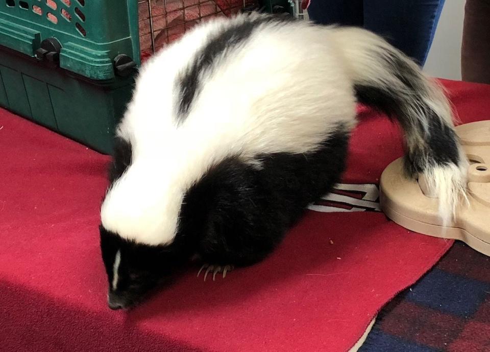 A striped skunk that was likely kept as a pet.