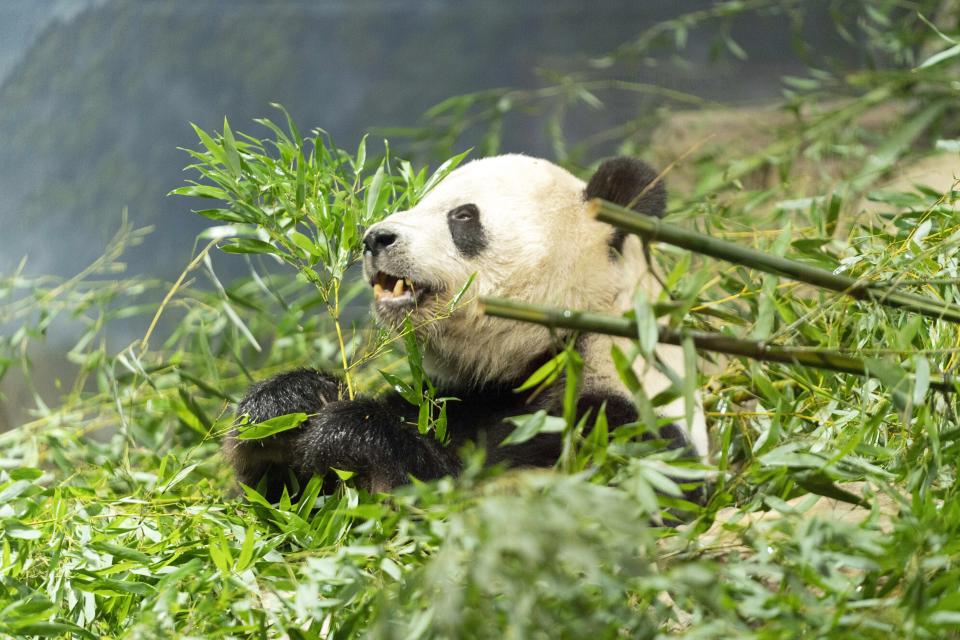 Giant panda Tian Tian eats bamboo in his enclosure at the Smithsonian's National Zoo in Washington, Thursday, Sept. 28, 2023. (AP Photo/Jose Luis Magana)