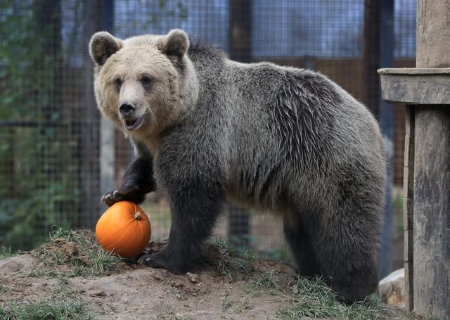 Halloween at Wildwood Trust