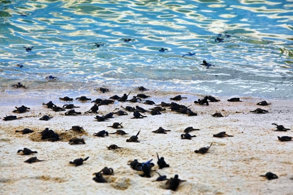 Hawksbill Turtles Hatching In Borneo