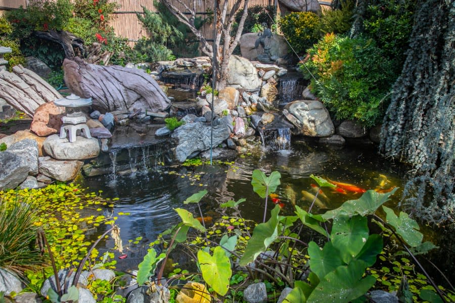 A koi pond in the backyard of a home for sale in Redlands, California is shown in this undated photo by Steve Burgraff Photography