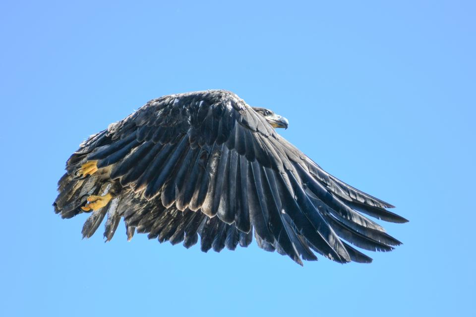 Pat the bald eagle flies in the wild for the first time on Aug. 31, 2023.