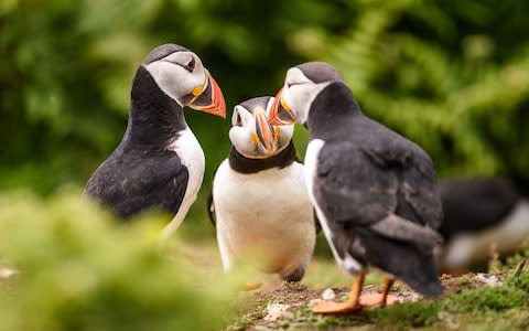 Skomer - Credit: Getty