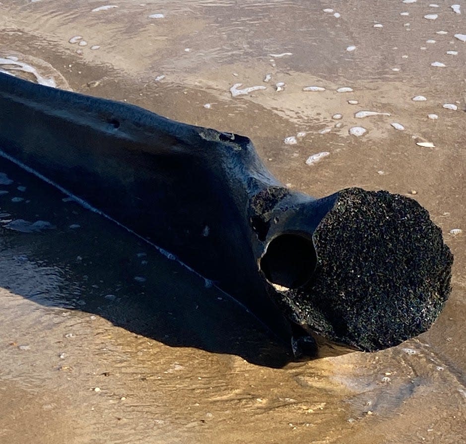 The jawbone of a baleen whale washed up in Bethany Beach Jan. 10, 2023.