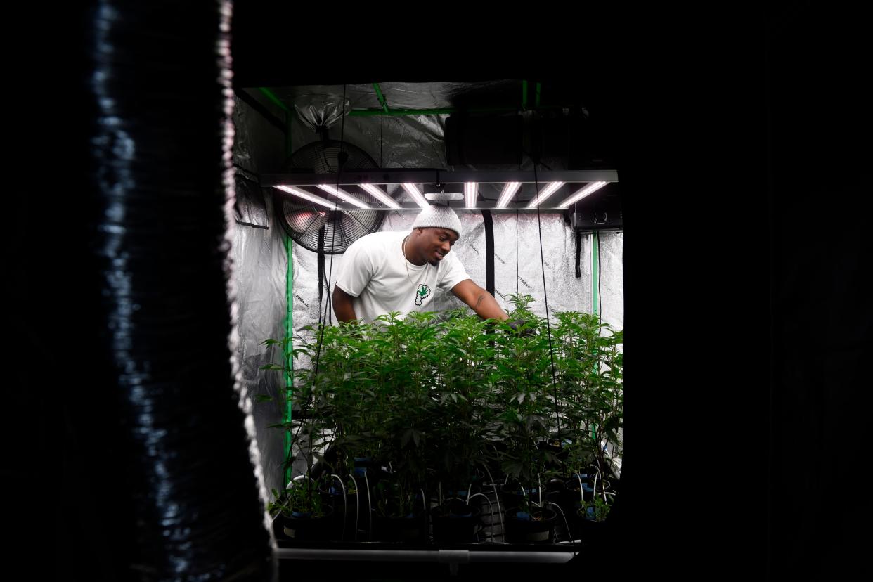 Prolific Growhouse CEO David Nicolas inspects cannabis plants growing in a cultivation tent at Prolific Growhouse in Mount Holly on Thursday, April 4, 2024.