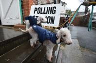 Kiki and Yoko leave a polling station with their owner in Brighton, south England as Britain holds a general election on December 12, 2019 (Photo by Glyn KIRK / AFP) (Photo by GLYN KIRK/AFP via Getty Images)