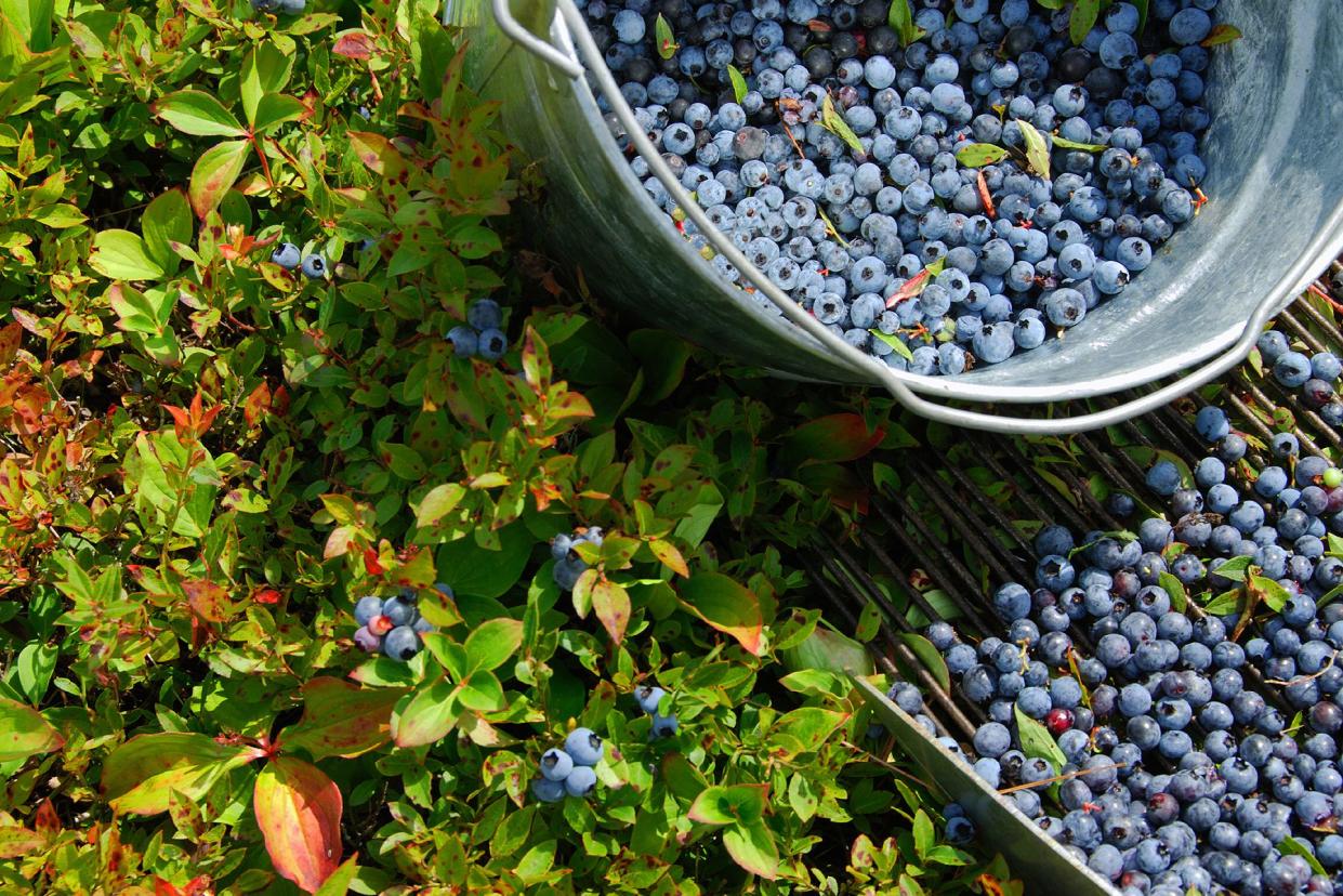 metal bucket of blueberries and a bush