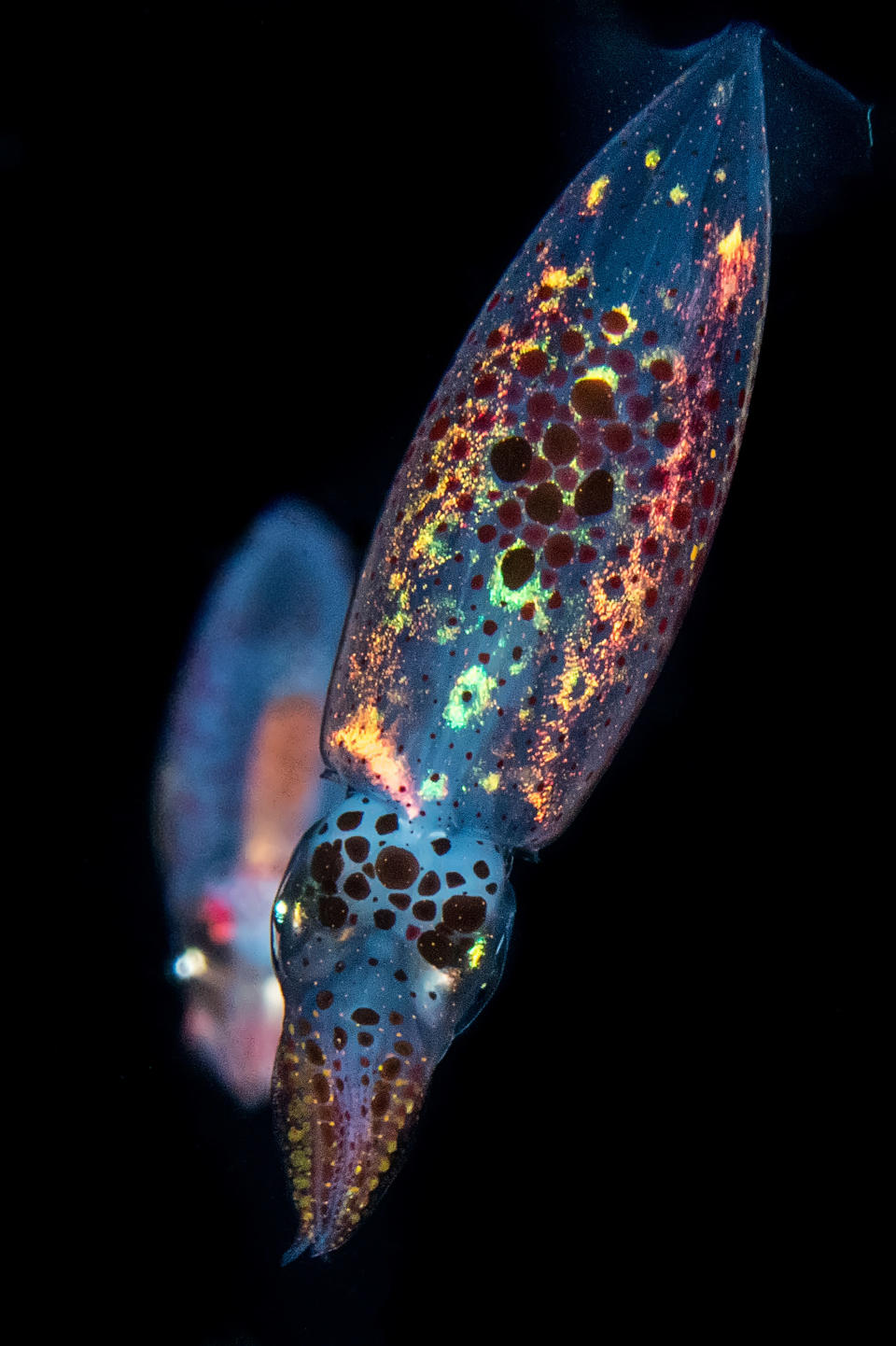 <p>A juvenile Loligo bleekeri from the waters around Anilao, Philippines. (Photo: Cai Songda/Caters News) </p>