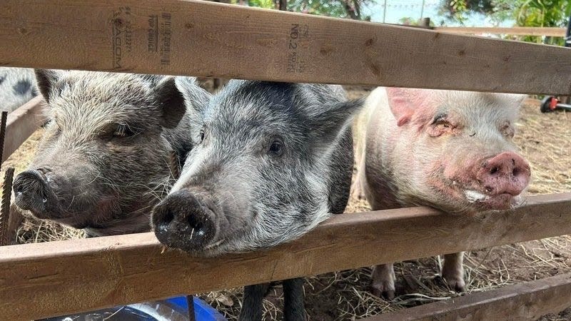 Mrs. Mangos in Rockledge faces hurdles to keep pigs on property after code enforcement complaint.