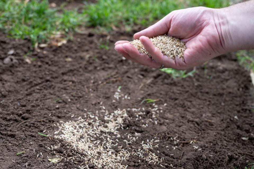 A close up of a hand holding grass seeds and sprinkling them over soil.