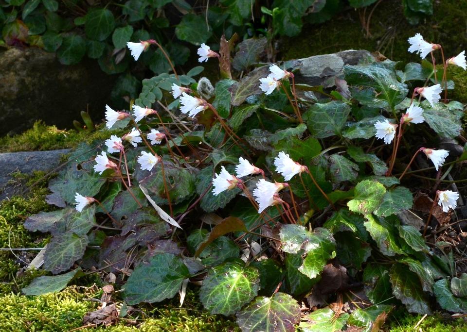 Oconee Bell flowers emerge above the interesting leaves.